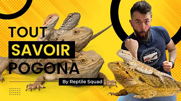 Comment savoir si un pogona est malade