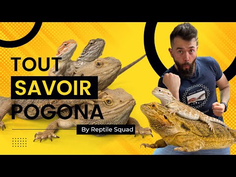 Vidéo: Comportement et maladies du dragon barbu