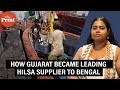 Gujarat’s surprise hilsa boom feeds Bengal’s most prized appetite