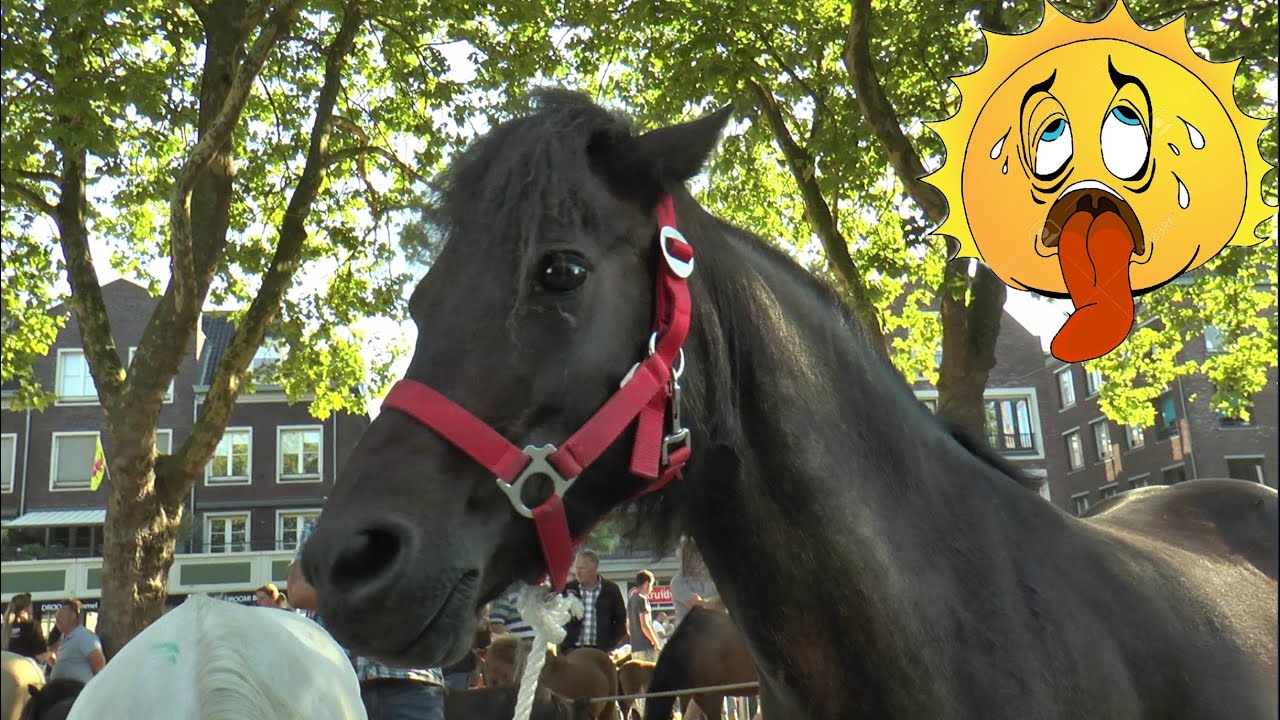 Bemmel  -  Ponymarkt  -  2025