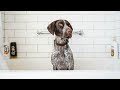 5 Best Things about German Shorthaired Pointers の動画、YouTube動画。