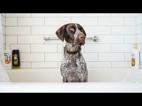 Video: Bibit Anjing Terkecil