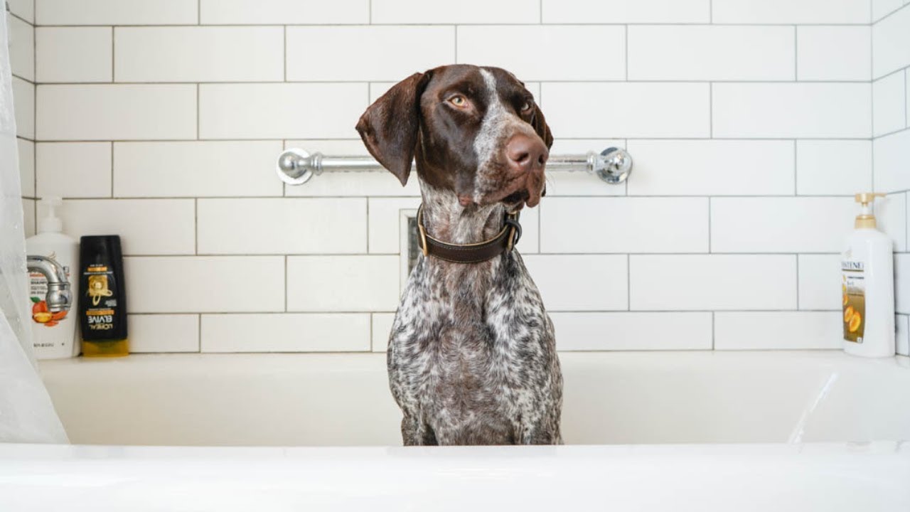 5 Best Things about German Shorthaired Pointers - thptnganamst.edu.vn