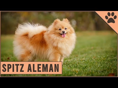 Video: ¿Qué tan grande es el Spitz alemán?