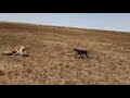 Caçada à gazela com cães da raça galgo.