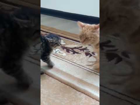 Я чувствую, я всегда чувствую!!! #cat #kitten#кот#
котёнок