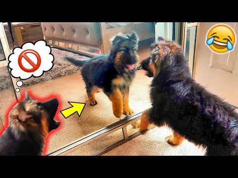 this-is-what-happens-when-my-puppy-sees-his-reflection-|-puppy-vs.-mirror