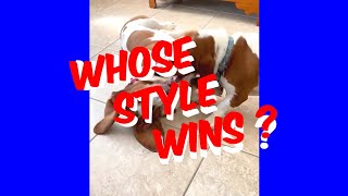 WHOSE Play Style Wins ?  🐶  #puppy #bassethound #basset #dog by Life With Dogs And Horses ! 38 views 3 weeks ago 2 minutes, 13 seconds