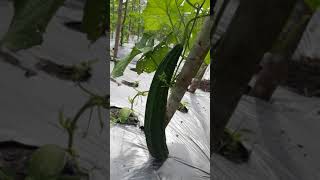 Tanaman gambas/oyong 30Hst setelah  pruning tunas