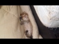 すき間で寝てる子猫 sleeping kitten