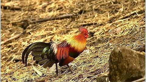 suab qaib qus daj qua nyob xaiyabury qua zoo heev 2020