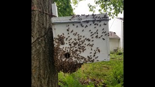 Watch a swarm move into a trap  start to finish!