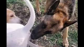 Dogs meeting | dogs mating | meeting | Mating #meeting #mating #dog #dogmating #animalmeeting