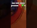 cat christmas