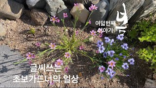 꽃향재의 봄[여덟번째]#봄꽃 #망고수박심기 #연못청소 #야생화정원 #초보가드너 #5도2촌