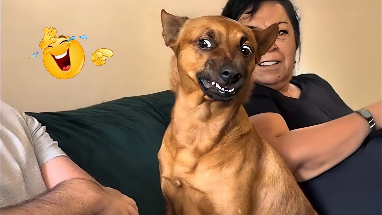 New FUNNY DOGS That Will Make You Laugh To Tears 😂🐕 Best Funny Dog Compilation 2026