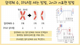 [Grade 9, Unit 5] How to Count Chromosomes | How to Count DNA Amount | The Meaning of 2n and n🧬