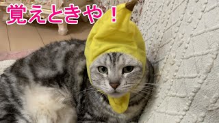 バナナ猫がまた怒っています・・・