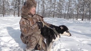 Якутская охотничья лайка. Интервью Николая Гоголева