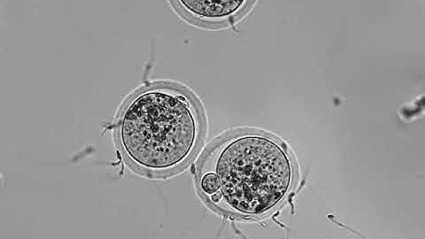 Interacting sperm and egg