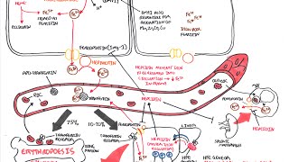 Iron Physiology