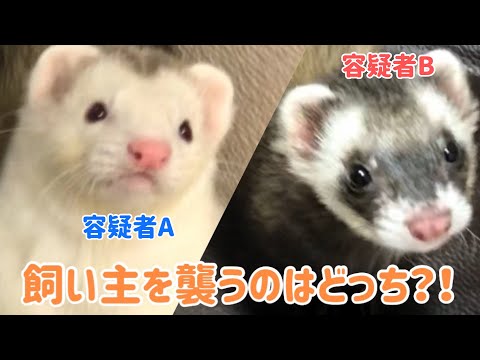 飼い主を襲うフェレット フェレット大暴走 はじめての多頭飼いferret 45 Youtube