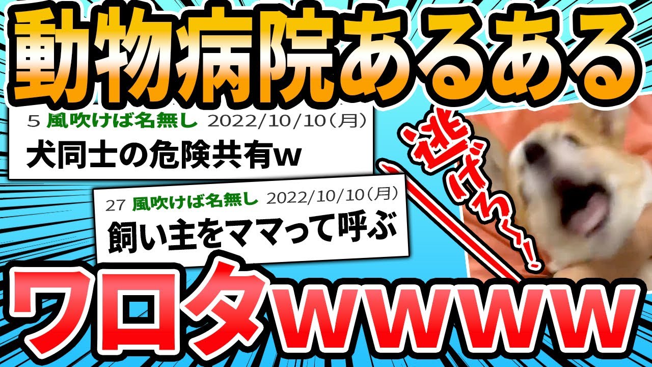 【同感】続☆動物病院あるある【2ch面白いスレ】