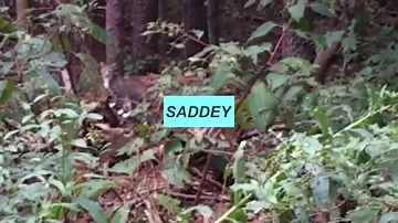 SADDEY