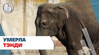 Тэнди не стало. Почему умерла слониха в Харьковском зоопарке