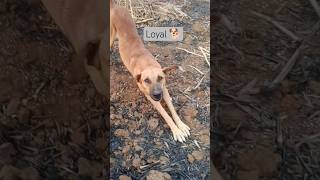 Loyal Dog#petshub #dogshorts #dog#doglifegoals #indiandog#cutedogvideosong #animallovers #pethealth