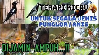 Terapi kicau | Terapi malam UNTUK SEGALA JENIS PUNGLOR / ANIS | YW Channel