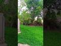 Mahol pora wavy | wavy - Karan Aujla #karanaujla #wavy #trending #edit #viralshorts #nature #beauty
