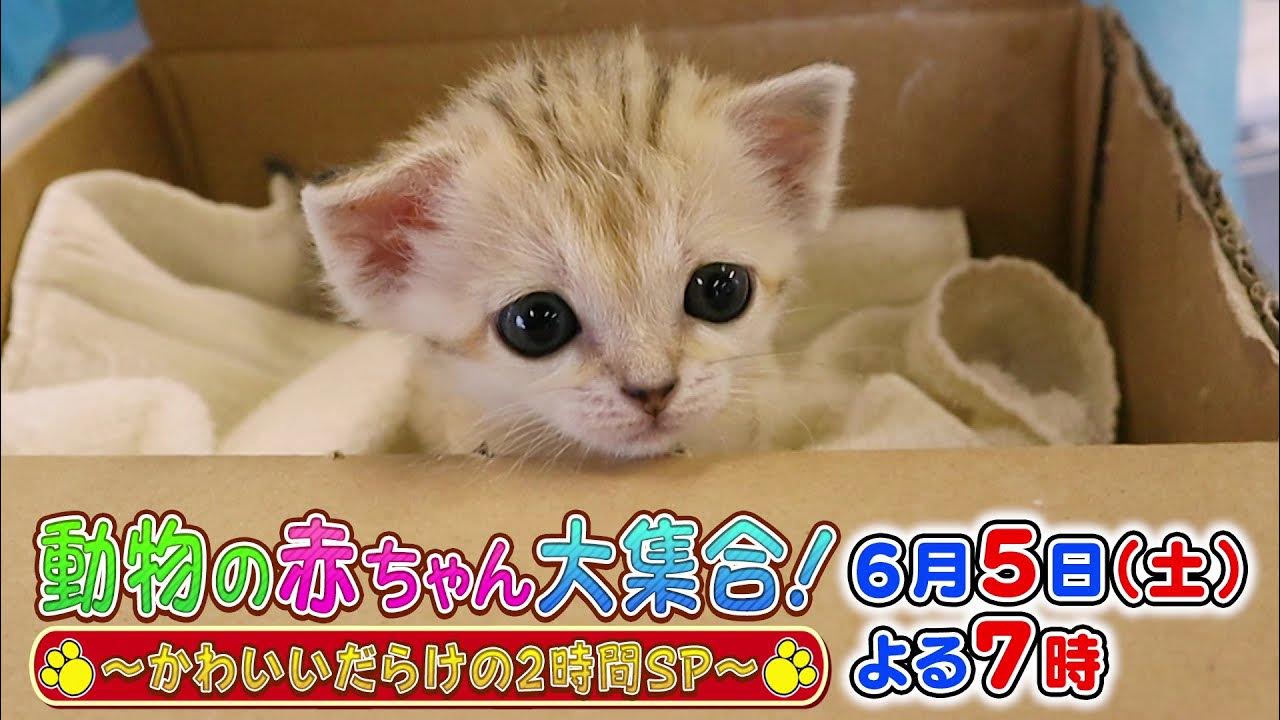 6 5 土 よる7時 動物の赤ちゃん大集合 かわいいだらけの2時間sp 二足歩行で歩く犬 砂漠の天使スナネコの人工哺育ドキュメントに涙 Youtube