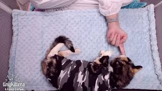 Scotia's first bandage change + kitten bottle feedings!