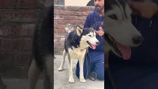 Kaise  Quality Dog mai dekhe Siberian Husky Dog Lover 93503 38043