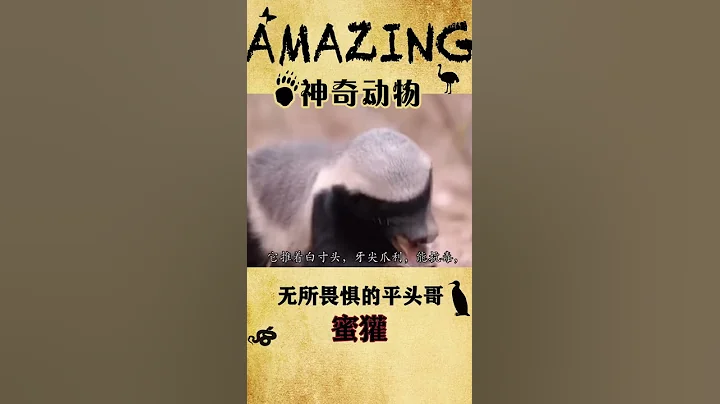 无所畏惧的平头哥《蜜獾》 - 天天要闻