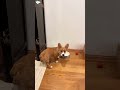 These Silly Canines Are Sending Me To Space Omg #funnydogs #canine #humor #animals #lol