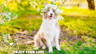 Dog music festival🐶🎼Anti Anxiety Music For Dogs 🐶 Dog Stress Relief Music🎵