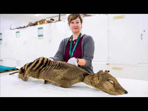 بارقة أمل علماء يستخرجون حمض نووي من النمر التسماني المنقرض