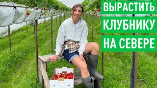 Как выращивают клубнику на Севере