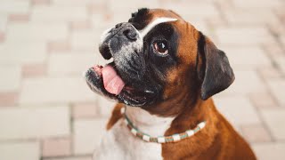 Boxer Dog Ear Cleaning   Step by Step Guide