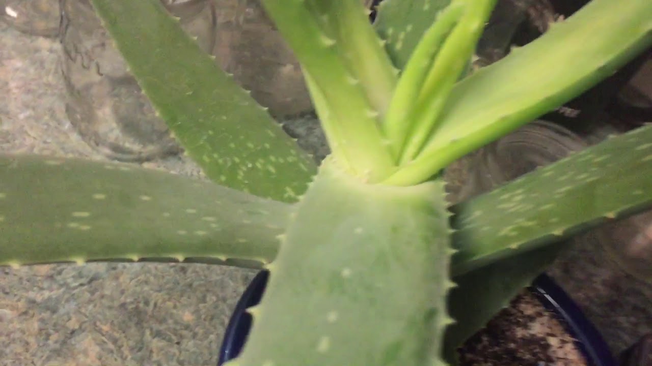 Aloe With Enough And Aloe Too Much - YouTube