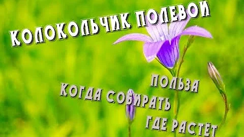 Колокольчик полевой, кратко о растении