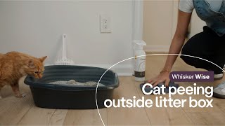 Cat Peeing Outside the Litter Box? Heres Tips to Fix It @LitterRobot