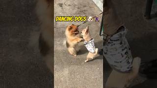 Dancing dogs chihuahua & spitz #shorts  #dogs  #smallyoutuber