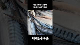 노르웨이고등어 완전 큰 사이즈 판매