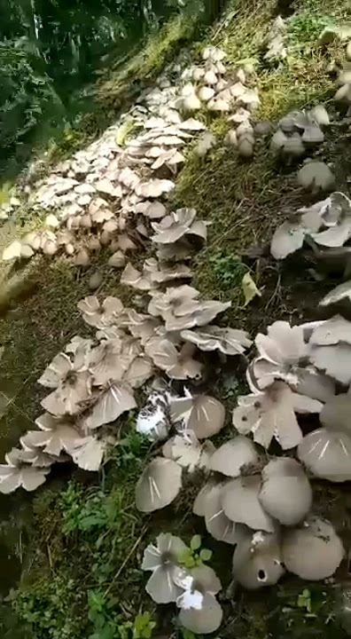 harvest of trucuk mushrooms