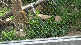 Mountain Lion Feeding Cheyenne Mountain Zoo