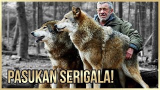 PEMIMPIN PASUKAN SERIGALA?! GOKIL.. 5 PERSAHABATAN HEWAN DAN MANUSIA YANG BIKIN KITA NGANGA! PEMIMPIN PASUKAN SERIGALA?! GOKIL.. 5 PERSAHABATAN HEWAN DAN MANUSIA YANG BIKIN KITA NGANGA!