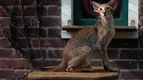 Video 3573871: oriental shorthair, shorthair cattery, siamese